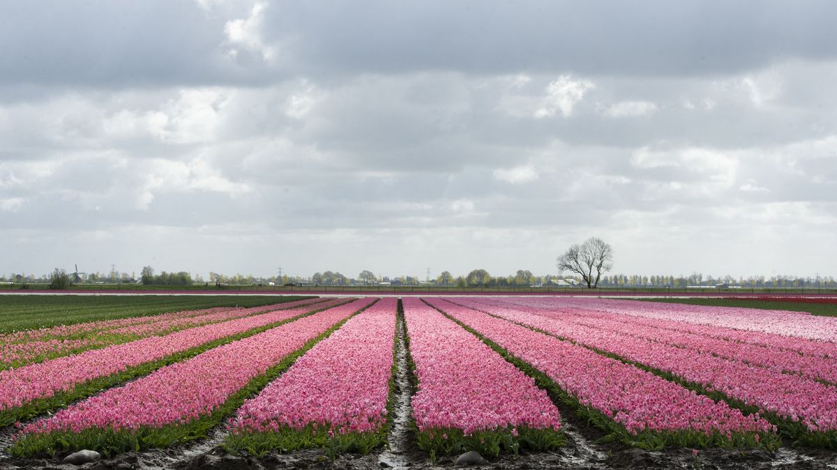 Fotky: Symbol Nizozemska v dvojitém ohrožení